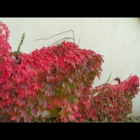 Vigne vierge en octobre (1)